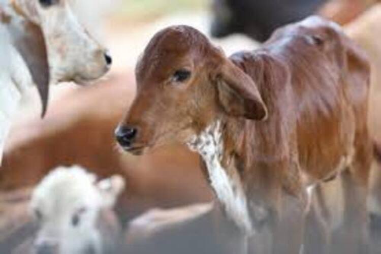 Prazo para atualizar cadastro de vacinação contra a brucelose termina neste domingo em SFI
