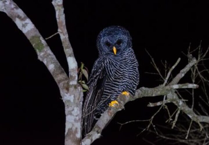 Coruja preta rara é avistada no Parque Estadual do Desengano, em São Fidélis