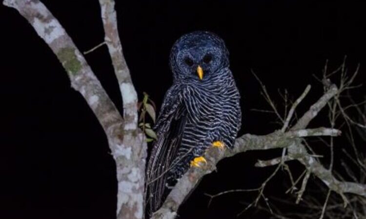 Coruja preta rara é avistada no Parque Estadual do Desengano, em São Fidélis