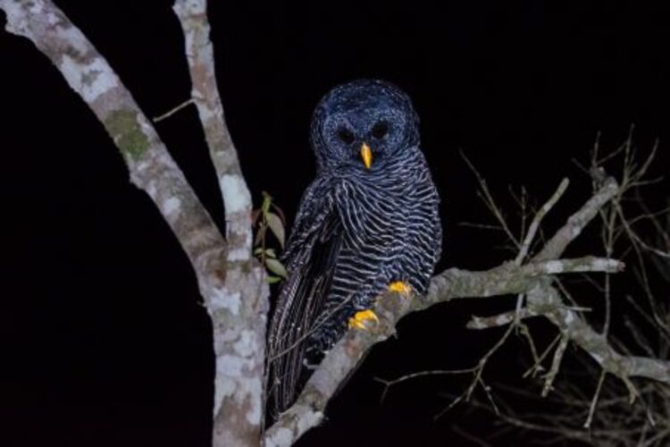 Coruja preta rara é avistada no Parque Estadual do Desengano, em São Fidélis