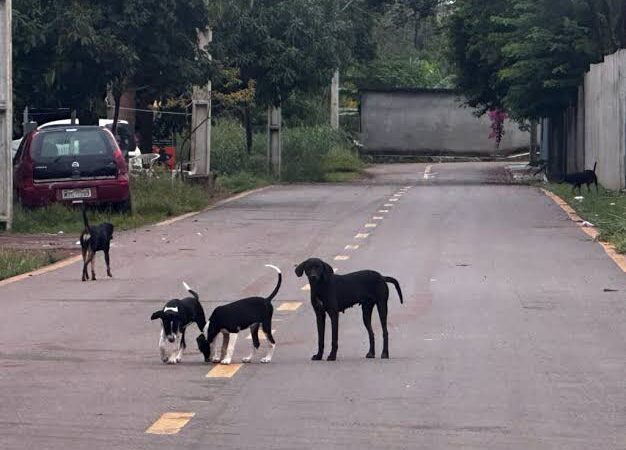 Estado do RJ cria semana para preservar vida de animais