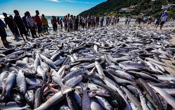 Pesca de tainha na modalidade arrasto de praia está suspensa