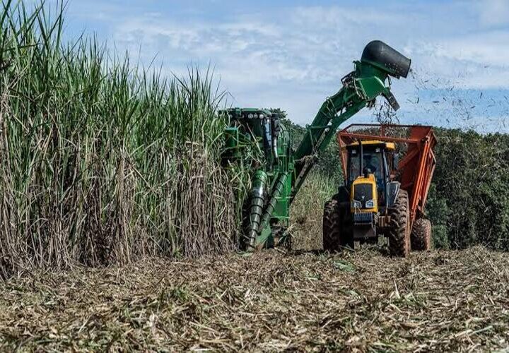 Cana-de-açúcar aquece o mercado de trabalho no Norte Fluminense em maio