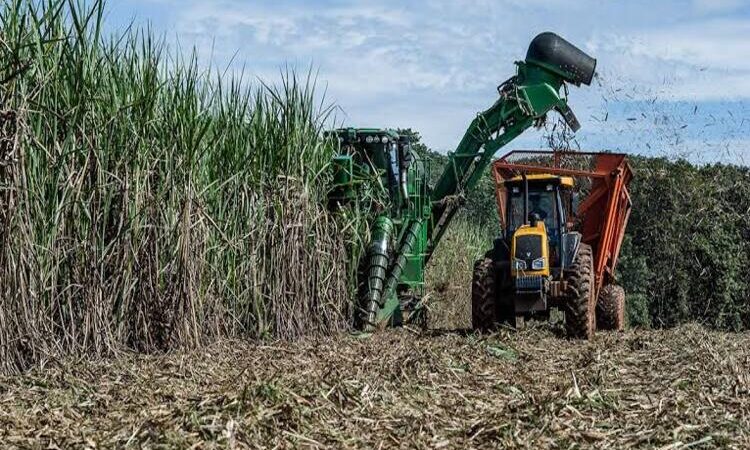 Cana-de-açúcar aquece o mercado de trabalho no Norte Fluminense em maio