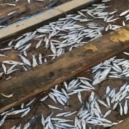 Mortandade de peixes no Canal de Gargaú em SFI é investigada pelo Inea